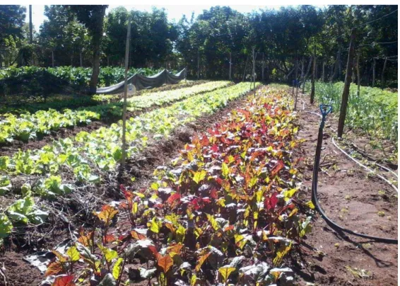 Figura 4 - Propriedade de legumes e hortaliças em Araraquara (SP) 