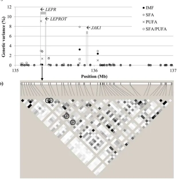 Fig 4. Individual markers in the SSC6 at 135–137 Mb region. Panel (a) shows the percentage of genetic variance explained for intramuscular fat content (IMF), saturated fatty acids (SFA), polyunsaturated fatty acids (PUFA), and SFA/PUFA of muscle gluteus me