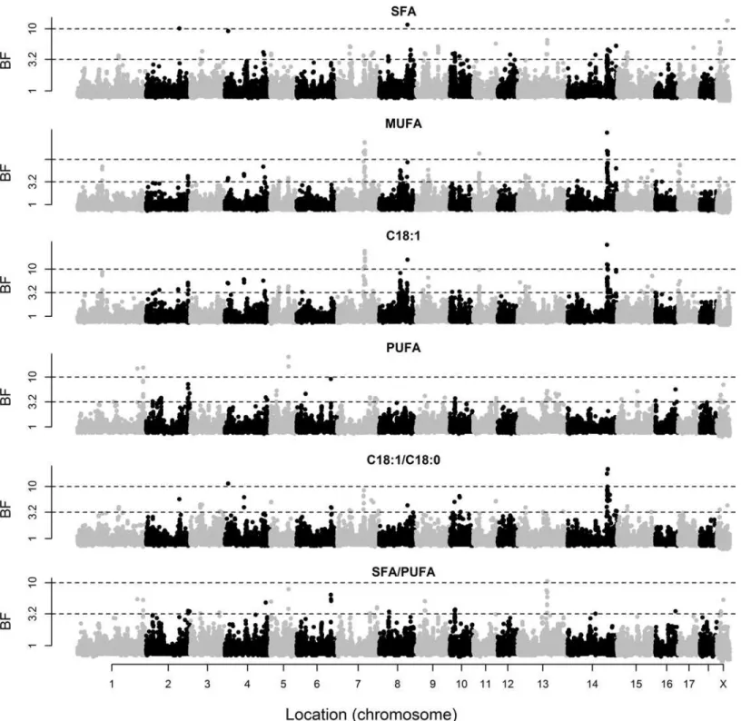 Fig 3. Bayes factors of individual markers for subcutaneous fat composition. Fatty acid composition includes saturated (SFA), monounsaturated (MUFA), and polyunsaturated (PUFA) fatty acids, individual oleic acid (C18:1), and the ratios of oleic to stearic 