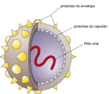 Figura 2 - Vírus da hepatite C. 