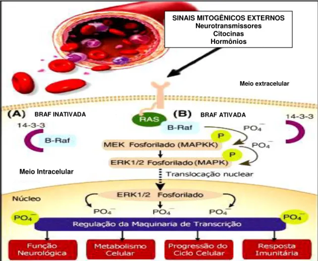 Figura  03.  Representação  esquemática  da  via  de  sinalização  MAPK.  O  processo  de  sinalização  começa  com  estimulação  do  receptor  de  tirosino  cinase  por  sinais  mitogênicos  externos