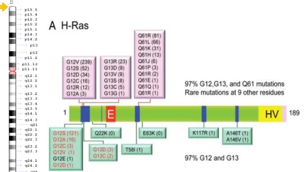 Figura 06. Alterações genéticas no gene H-RAS. Cada substituição específica nos códons 12,  13 e 61 estão indicadas na caixa rosa