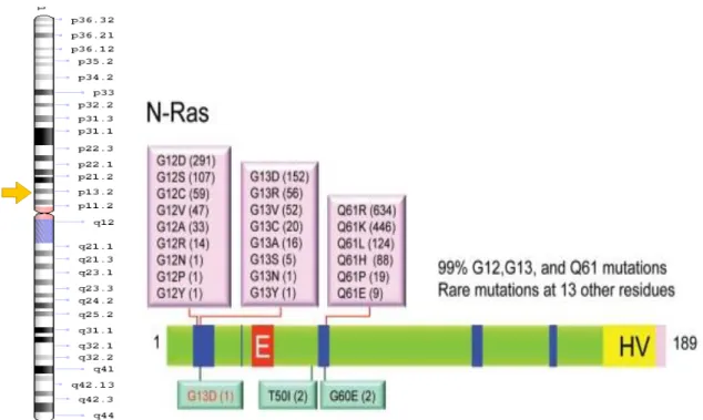 Figura  08.  Alterações  genéticas  no  gene  N-RAS.  Á  direita  a  as  principais  mutações  encontradas  no  gene