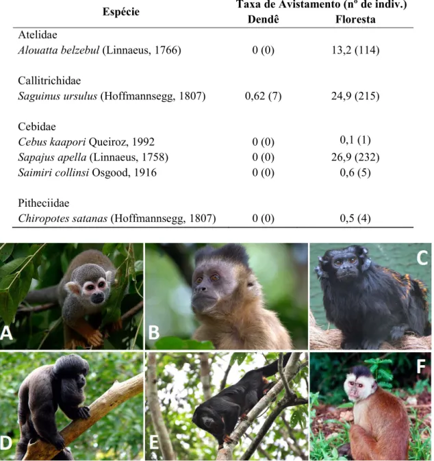 Figura 2. Primatas registrados na área de estudo. A – Saimiri collinsi (Foto: T. Montford); B –  Sapajus  apella  (Foto:  D
