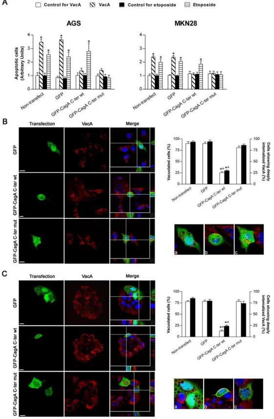 Figure 2. Transfection of gastric epithelial cells with GFP-CagA C-ter, either wt or mut, antagonizes VacA-induced apoptosis