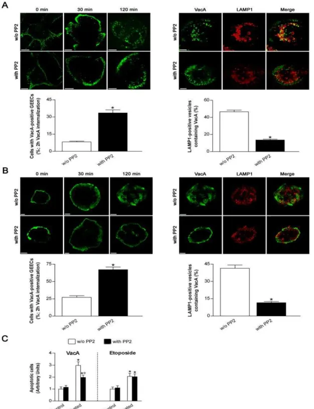 Figure 4. Treatment of gastric epithelial cells with the specific SKF inhibitor PP2 impairs the arrival of VacA into endosomes