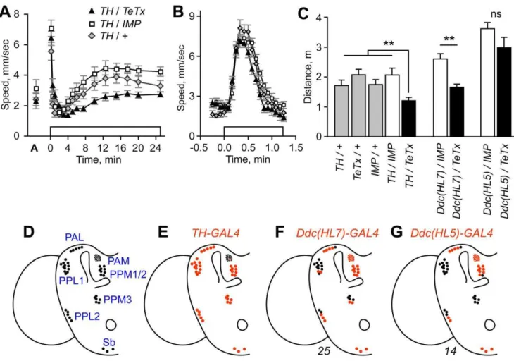 Figure 1. Blockade of evoked release from dopaminergic neurons reduced ethanol-induced hyperactivity