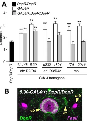 Figure 6. Genetic rescue of DopR mutant ethanol-induced hyperactivity by restricted expression of DopR in the ellipsoid body