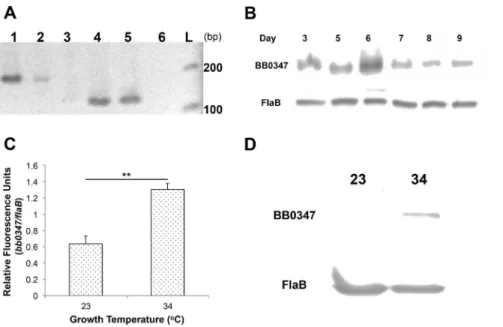 Figure 1. BB0347 is expressed and produced in culture. A) Expression of BB0347 was verified by RT- PCR with flaB mRNA as a control
