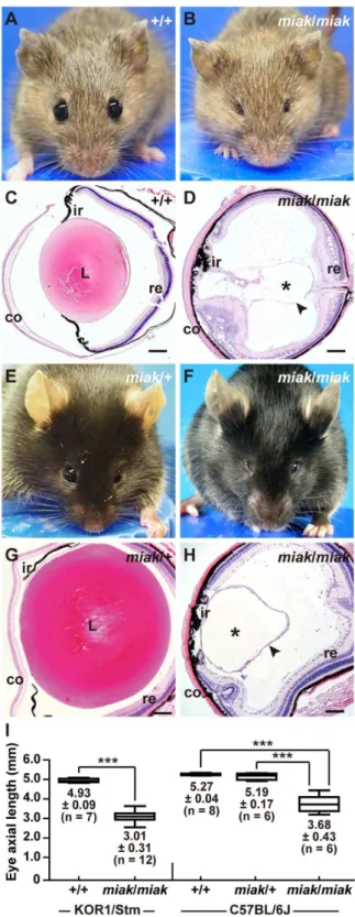 Figure 1. New spontaneous microphthalmia and aphakia ( miak ) mutations in mice. A–D. The visible phenotypes of the KOR1/Stm (A) and KOR1/Stm-miak/miak homozygous mouse (B)