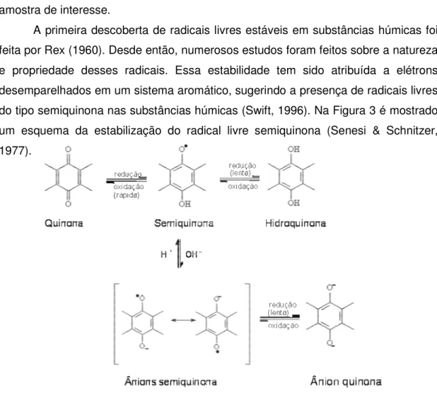 Figura 3 – Esquema da estabilização do radical livre semiquinona (Senesi &amp; Schnitzer,  1977)