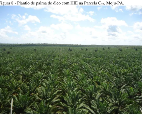 Figura 8 - Plantio de palma de óleo com HIE na Parcela C 22 , Moju-PA. 