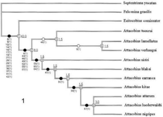 FIGURA  1:  Filogenia  de  Attacobiini  proposta  por  Bonaldo  &amp;  Brescovit.  Percebe-se  que  o  suporte  dos  grupos  de  espécies  de  Attacobius  foi  mais  fraco  do  que  os  suportes  obtidos  para  a  Tribo  e  para  o  gênero  Attacobius