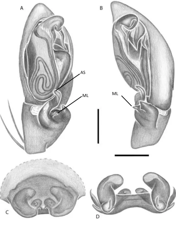 FIGURA  2:  A-D  Xeropigo  cotijuba,  Palpo  do  macho:  A  –  posição  ventral;  B  –  posição  retrolateral; 