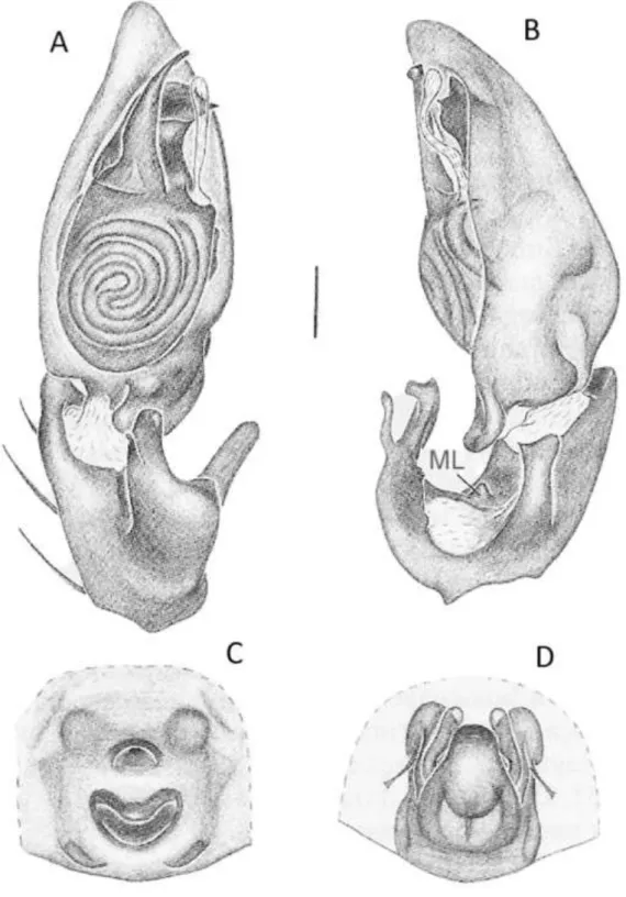 FIGURA 3: A-D  Septentrinna yucatan, Palpo do macho: A  – posição ventral; B – posição retrolateral; 