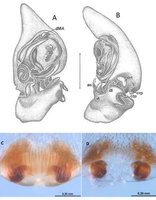 FIGURA 8: A-D Attacobius blakei, Palpo do macho: A – posição ventral; B – posição retrolateral