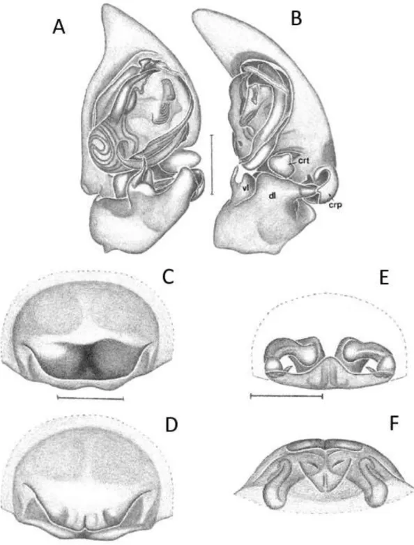FIGURA 10: A-F Attacobius carranca, Palpo do macho: A  –  posição ventral; B  –  posição retrolateral