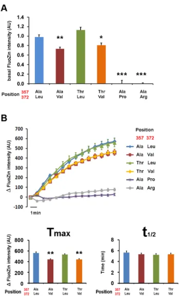 Figure 6. Val372 shows reduced zinc uptake transport. (A) Basal zinc content in HeLa cells transiently transfected with different ZIP4 isoforms plus empty CFP vector