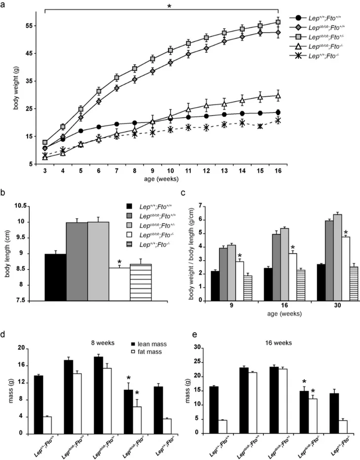 Figure 1. FTO contributes to gain of body weight in Lep ob/ob mice. All data are collected from female mice