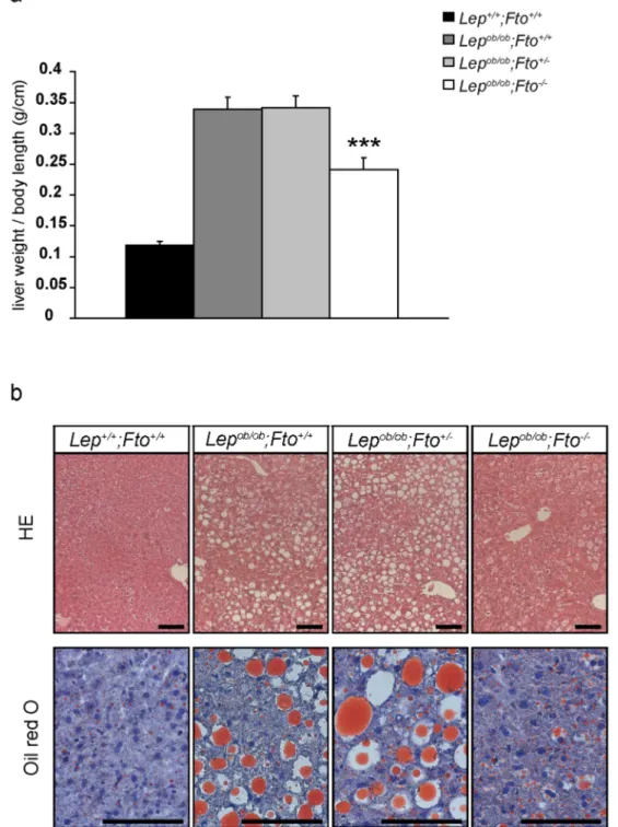 Figure 4. Increase of pancreatic islet size in leptin-deficient mice is depending on FTO