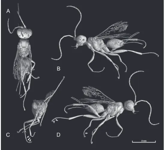 Figure 4. 3D virtual extraction of female of Guyotemaimetsha enigmatica Perrichot et al., 2004a (IGR.