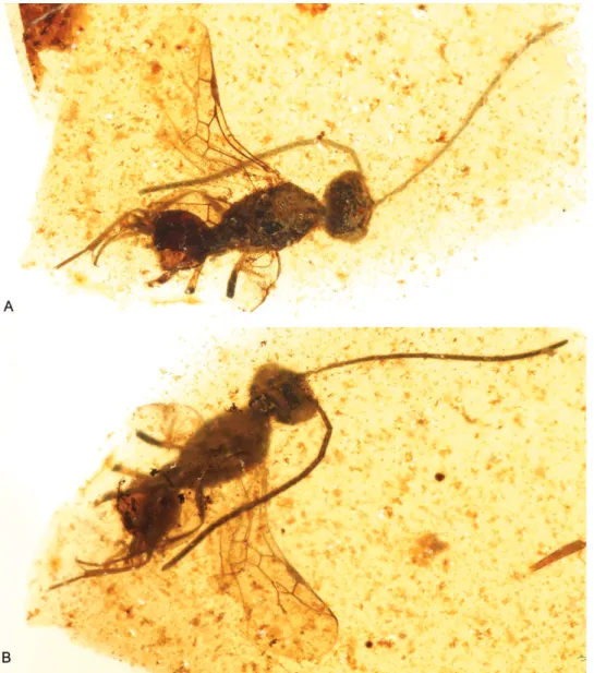 Figure 8. Photomicrographs of holotype of Iberomaimetsha nihtmara Ortega-Blanco, Delclòs, and Engel  sp