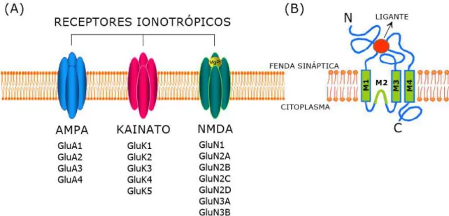 Figura 2: Receptores ionotrópicos de glutamato. (A) Classificação dos receptores ionotrópicos de  glutamato  e  suas  subunidades;  (B)  Representação  da  estrutura  dos  receptores  ionotrópicos  (modificado de Marco et al., 2011)