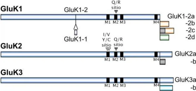 Figura 3. Ilustração das variantes de splicing alternativo nas subunidades GluK1, GluK2 e GluK3,  e  dos  sítios  de  edição  de  RNA  (triângulos)  nas  subunidades  GluK1  e  GluK2  (modificado  de  Contractor et al., 2011)