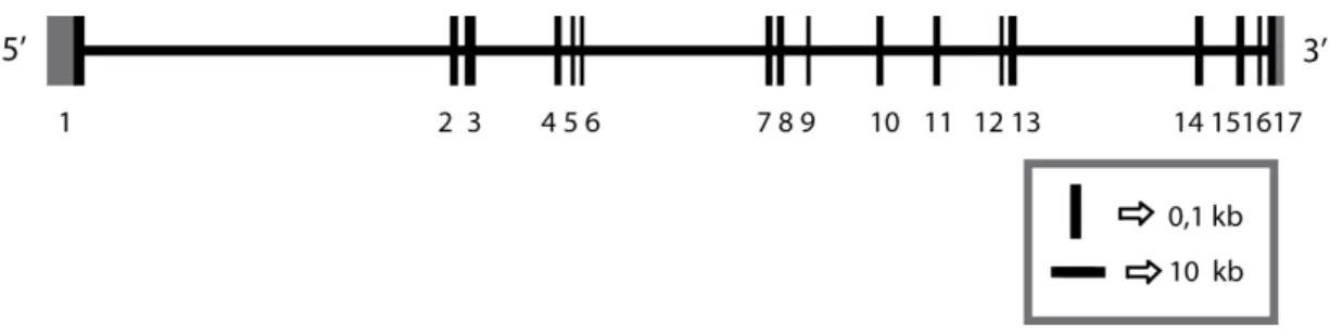 Figura 5: Representação da estrutura éxon-íntron do gene humano GRIK2  (modificado de Barbon  et al., 2001)