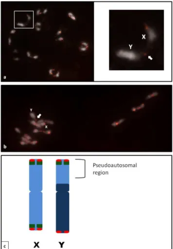 Figure 2. Idiogram of haploid chromosome complement of C.
