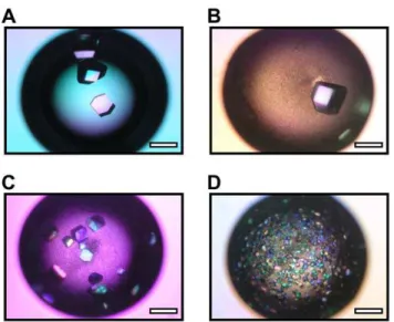 Figure 2. Concentration range for precipitating lysozyme crystals in the presence of layered silicates