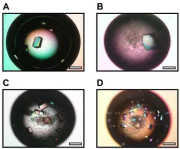 Figure 3. Relative nucleation densities for lysozyme in the presence of F-Saps. Red circle: F 0 -Sap, blue triangle: F 0.114 -Sap, green square: