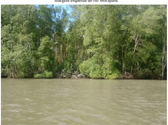 Figura 1: Bosque de mangue na comunidade Jacarequara, município de São João da Ponta,  margem esquerda do rio Mocajuba