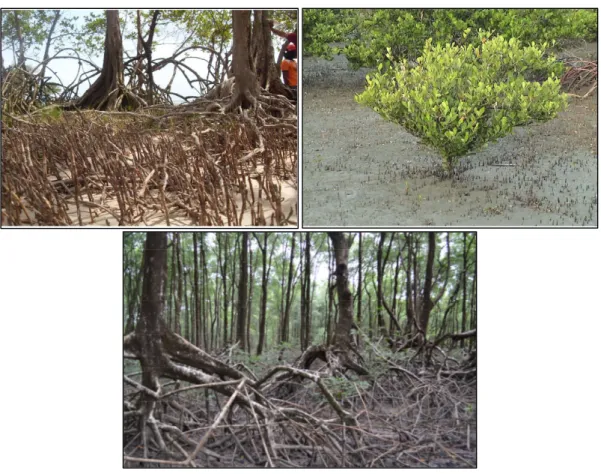 Figura 2: Especies de vegetais do manguezal: a) siriubeiras (Avicennia germinans); b) tinteira  (Lacuncularia racemosa) e c) mangue vermelho (Rhizophora mangle)