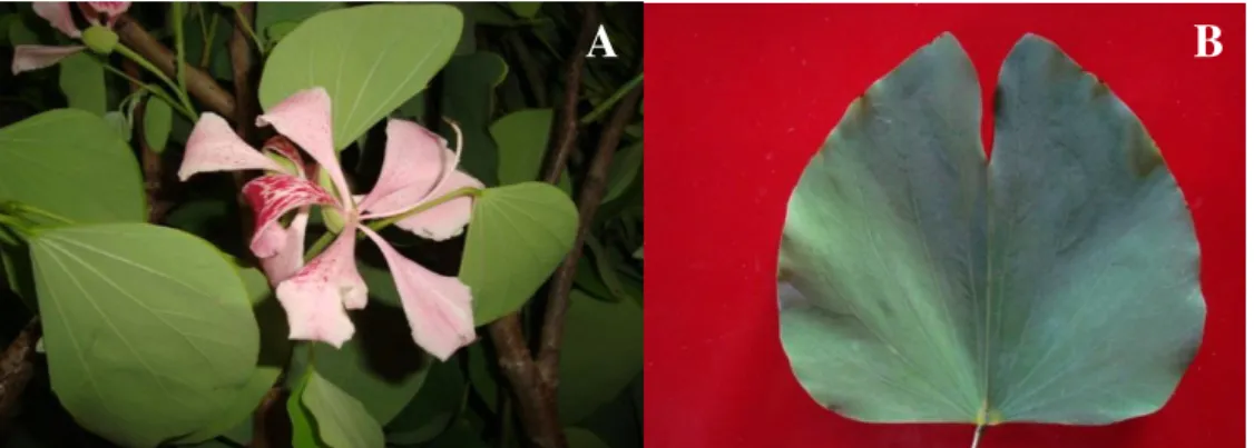Figura 4 - Ramos floridos (A) e folha (B) de Bauhinia monandra Kurz.