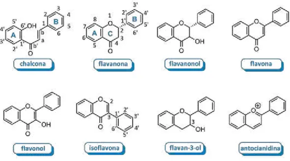 Figura 7 - Estruturas das classes básicas de flavonoides (Fonte: COUTINHO et al, 2009)
