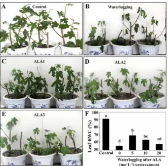 Fig 1. Effect of ALA pre-treatment on leaf morphology and RWC in fig plants under waterlogging