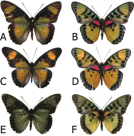 Figure 1. Adults, males: A Euphaedra cyparissa cyparissa Mount Swa, Liberia (dorsum) B Euphaedra  cyparissa cyparissa Mount Swa, Liberia (venter) C Euphaedra cyparissa nimbina Mont Nimba, Guinea,  holotype (dorsum) D Euphaedra cyparissa nimbina Mont Nimba,