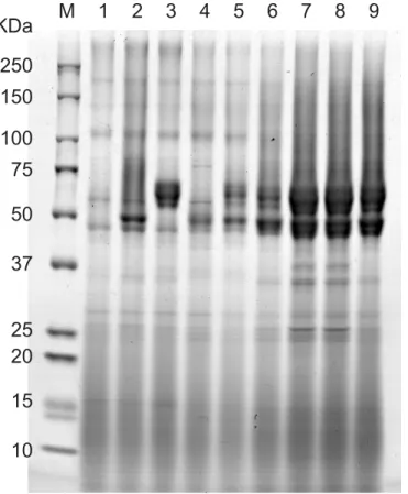 Fig 6. SDS-PAGE analysis of secreted cellulases. Lane 1, SW strain; Lane 2, CBH1 strain; Lane 3, CBH2 strain; Lane 4, EG2 strain; Lane 5, CBH1 + CBH2 + CBH3 with TDH3pro + CYC1t strain; Lane 6, HR strain;