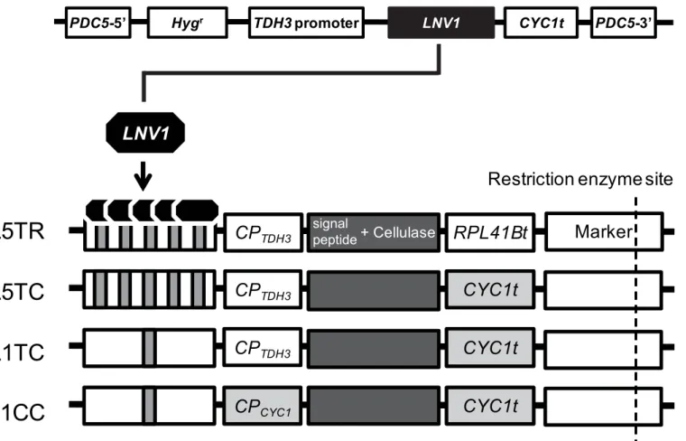 Fig 1. Scheme of the genome-integrated multiple protein-expression system. LNV1 expression construct (upper) and the four protein-expression cassettes (lower) used in this study