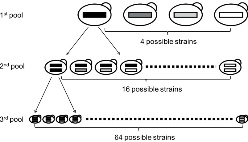 Fig 2. Scheme of the combinatorial screening. Preparation of the 64 (4 × 4 × 4) possible strains