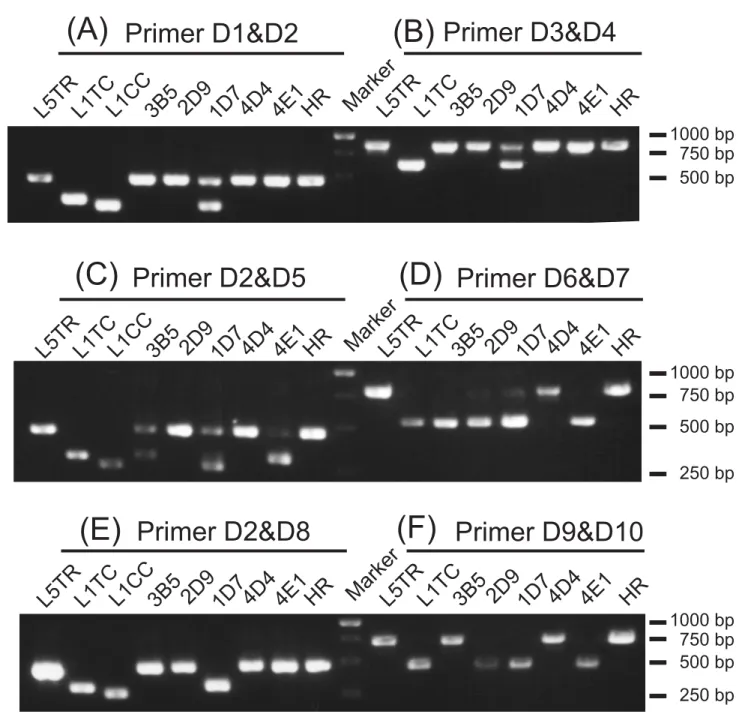 Fig 4. Diagnostic polymerase chain reaction (PCR) assay of the variants obtained from the combinatorial screening