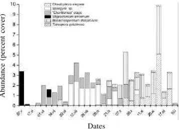 Figure 5. Cluster analysis of the samplings in the Borá stream from 25 May 1999 to 15 January 2000 according to the macroalgal occurrence and respective abundances.