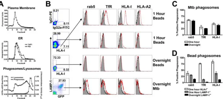 Figure 4. The Mtb phagosome contains HLA-I loading accessory molecules. (A) DC were pulsed with H37Rv-eGFP for 20 minutes, washed, and incubated for 40 minutes