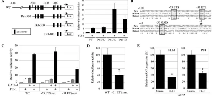 Figure 3. FLI-1 activates the PF4 promoter through the 251 ETS site. (A) Schematic representation of the rat PF4 promoter-reporter constructs including the 1.1-kb promoter (wild type) and the deleted promoters (Del-500, Del-300, and Del-100)