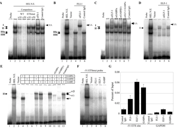 Figure 4. FLI-1, ELF-1, and GABP bind to the 251 ETS site. (A) EMSA performed with the 251 ETS probe