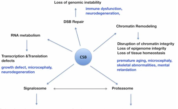Fig 7. Schematic diagram illustrating the impact of functional loss of CSB on a multitude of biological processes with special relevance to some of the pathological symptoms observed in the CSB patients
