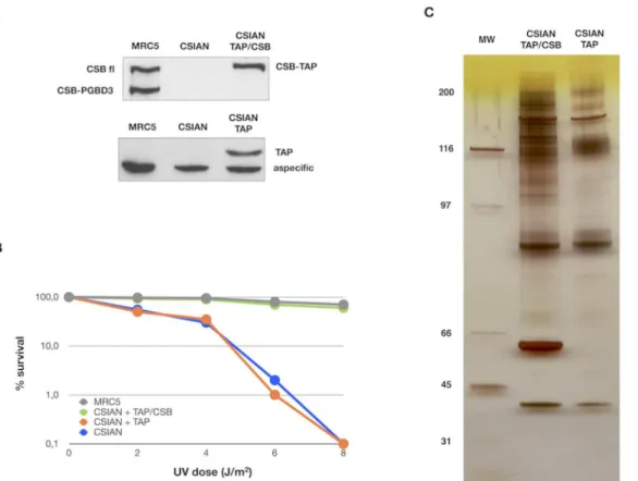 Fig 1. Establishment of stable cell lines expressing CSB-TAP protein and Identification of proteins that co-purified with CSB-TAP