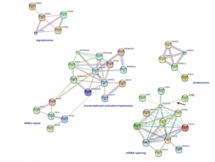 Fig 3. Interactome (protein-protein interaction) of CSB-associated proteins in CSIAN cells