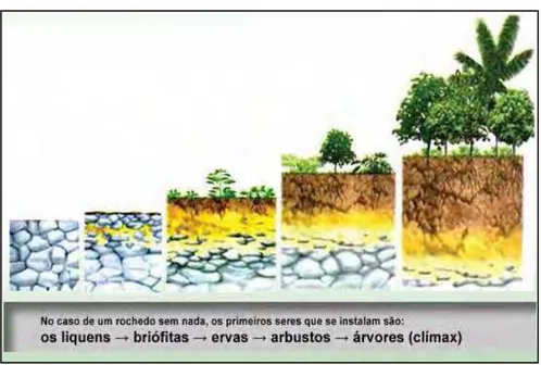 Figura 8: Modelo de sucessão ecológica iniciado em uma rocha nua. 